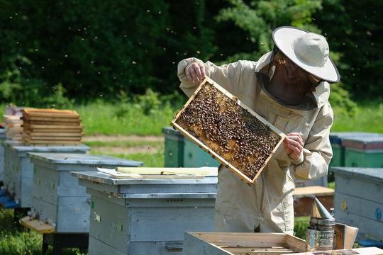 Beekeeper on apiary. Beekeeper is working with bees and beehives on the apiary.