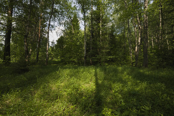 The path in the woods.