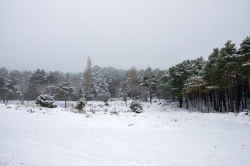 Landscape of a path through the forest covered by snow