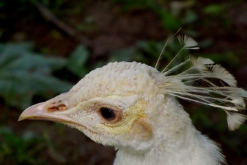 portrait of a vulture