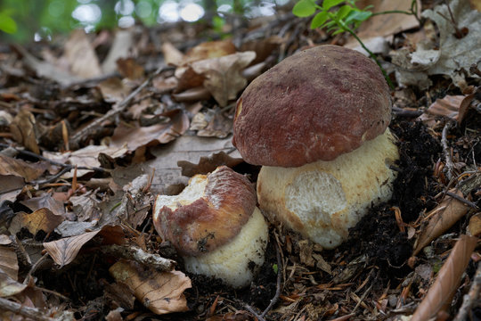 Two very tasty edible mushrooms Boletus pinophilus growing in the deciduous forest under beech. Also  known as the pine bolete or pinewood king bolete. Natural environment.
