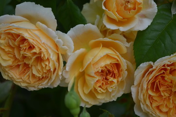 Orange Rose, gef&uuml;llt, Princess Margareta