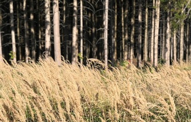 Forest