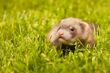 Naklejka na ściany i meble Ferret baby old about five weeks relaxing on summer grass