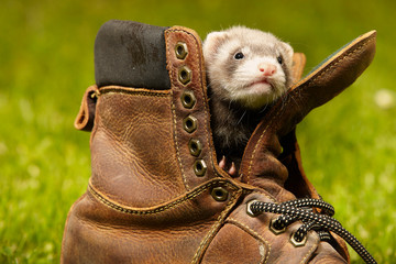 Ferret babies old about five weeks relaxing in leather shoes