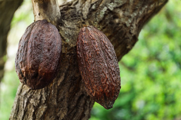 Closeup view of cocoa tree with pods
