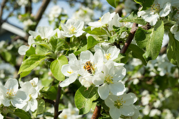 Honey bee pollinating apple blossom in spring garden
