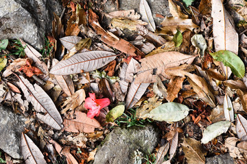 Autumn leaves in Himalaya mountains