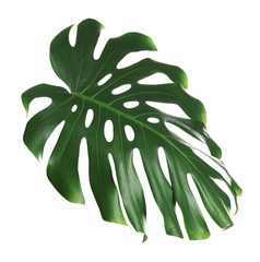 Green fresh monstera leaf isolated on white. Tropical plant © New Africa