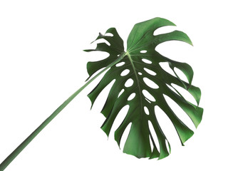 Green fresh monstera leaf isolated on white. Tropical plant