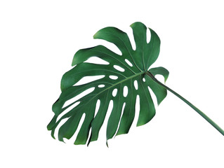 Fototapeta na wymiar Green fresh monstera leaf isolated on white. Tropical plant