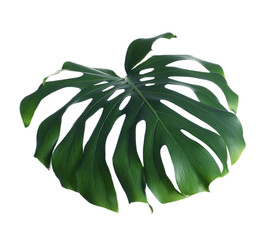 Green fresh monstera leaf isolated on white. Tropical plant © New Africa