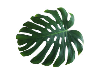 Green fresh monstera leaf isolated on white. Tropical plant