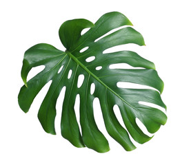 Green fresh monstera leaf isolated on white. Tropical plant © New Africa