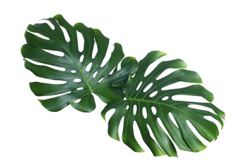 Green fresh monstera leaves on white background. Tropical plant © New Africa