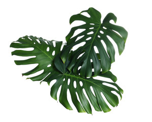 Green fresh monstera leaves on white background. Tropical plant