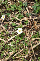 Wild plants in Himalaya mountains 