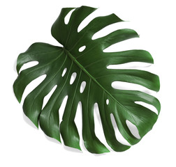 Green fresh monstera leaf on white background, top view. Tropical plant © New Africa