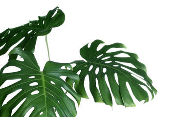 Green fresh monstera leaves on white background. Tropical plant