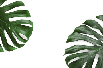 Green fresh monstera leaves on white background, top view. Tropical plant