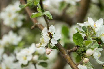 Honey bee pollinating apple blossom in spring garden