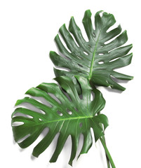 Green fresh monstera leaves on white background, top view. Tropical plant