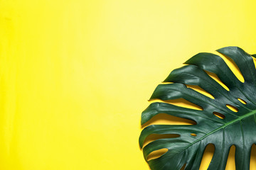Green fresh monstera leaf on color background, top view with space for text. Tropical plant