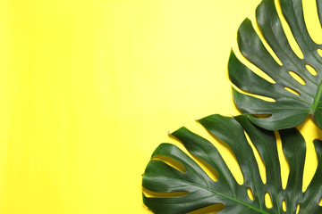 Green fresh monstera leaves on color background, flat lay with space for text. Tropical plant