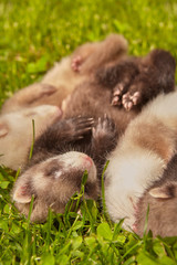 Group of ferret babies old about five weeks relaxing on summer grass