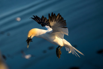 The northern gannet (Morus bassanus)