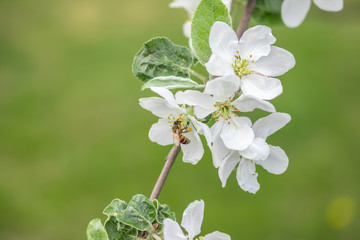 Honey bee pollinating apple blossom in spring garden