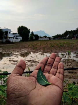 natural Green Neam Leaf in the hand.... Medicinal