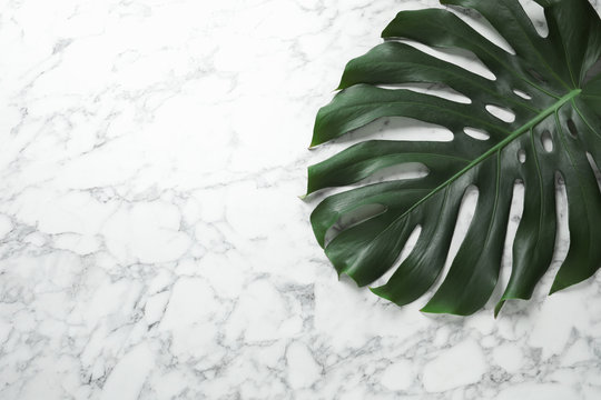 Green fresh monstera leaf on marble background, top view with space for text. Tropical plant