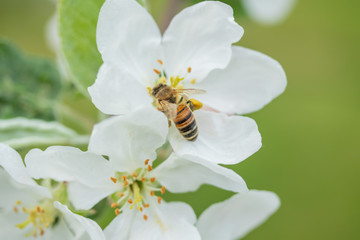 Honey bee pollinating apple blossom in spring garden