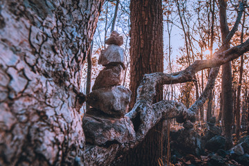 Obraz na płótnie Canvas Stone on tree in forest with sunset zen like concept