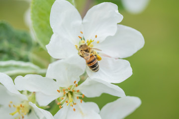 Honey bee pollinating apple blossom in spring garden