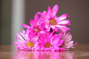 pink flowers with plain background