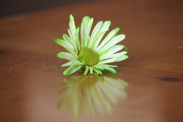 green flower on table