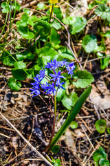 Blue scilla flowers in the forest on spring