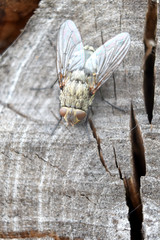 fly on a branch
