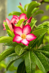 Beautiful pink Adenium obesum is also known as the Desert Rose. It is blooming and there are drops of water on the flowers after rain in garden, vertical view.