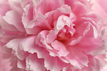 Fragrant peony as background, closeup view. Beautiful spring flower