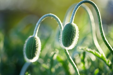 Two young poppy flower buds in the garden
