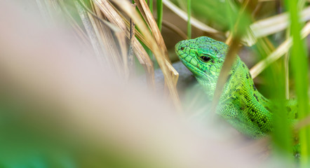 Green lizard in the grass. Reptiles. Unusual animals. Life in the wild. Free space for text.