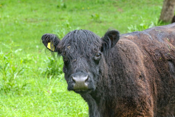 Young Highland cow in a farmers farm in summer