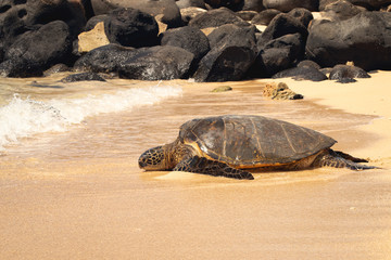 turtle on the beach