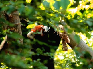 red panda in forest