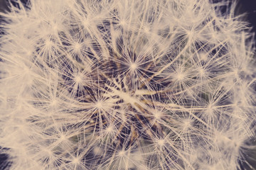 Close up of dandelion seed, blurred