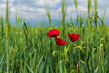 Obraz premium Spring flowering poppies on the field