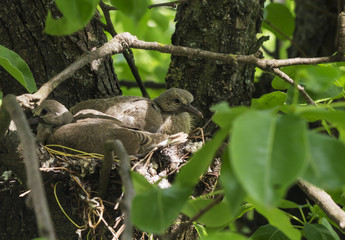 newborn pigeons are sitting in the nest  and waiting for mom to get food